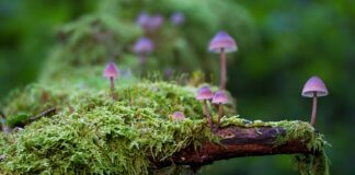 Co pić na porost włosów?