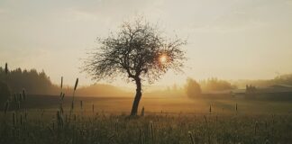 Co stosować na otwarte rany? Co stosować na otwarte rany?