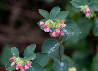 Czy woskowina wpływa na słuch?