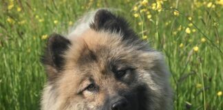 Czy suczka musi raz urodzić? Czy suczka musi raz urodzić?