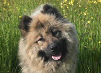 Czy suczka musi raz urodzić?