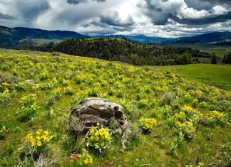 Kiedy smarować się balsamem?