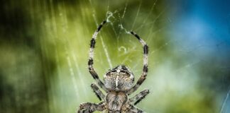 Kiedy można chodzić o jednej kuli?