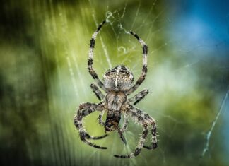 Kiedy można chodzić o jednej kuli?