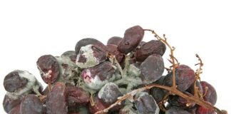 Jak dezynfekować narzędzia bez autoklawu? Jak dezynfekować narzędzia bez autoklawu?