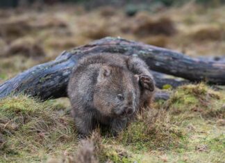 Czy ocet pomaga na swędzenie skóry?