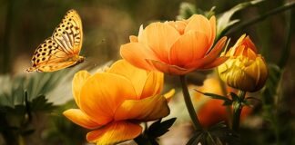 Czy zbyt rzadkie mycie włosów szkodzi?