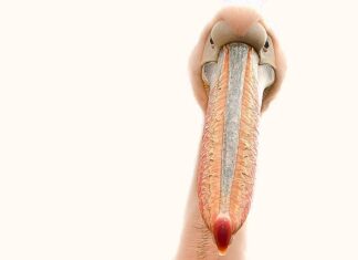 Ile można zarobić na paznokciach w domu?