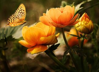 Jakie zioła są dobre na mycie włosów?