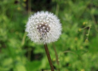 Jaki balsam do bardzo suchej Swędzącej skóry?
