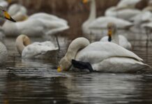 Dlaczego w nocy wszystko mnie swędzi?