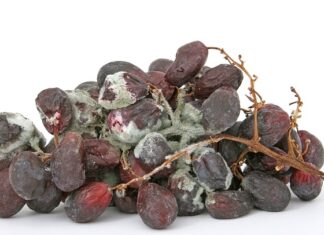 Czym dezynfekować aparat słuchowy?