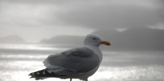 Jak sprawdzić wyniki na Ślą?