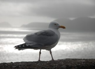 Jak sprawdzić wyniki na Ślą?