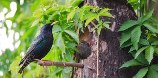 Jaki jest najsilniejszy lek bez recepty?