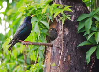 Jaki jest najsilniejszy lek bez recepty?