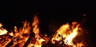 Czy lampa UV-C szkodzi roślinom?