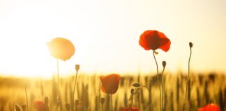 Co daje pole magnetyczne na kręgosłup?