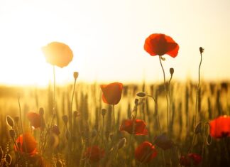 Co daje pole magnetyczne na kręgosłup?