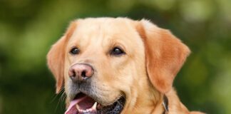 Czy przed pobraniem krwi można napić się wody?