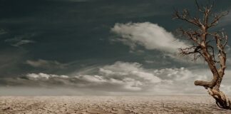 Co polecacie na suche i zniszczone włosy?