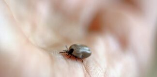 Jakiego zapachu nie lubią roztocza?