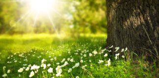 Czy światło spolaryzowane leczy?