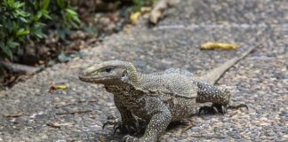 Ile jest ważne skierowanie do laboratorium na badanie krwi?