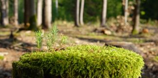 Jak zregenerować suche i zniszczone włosy?