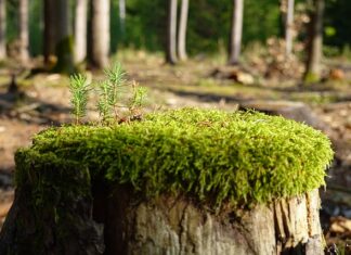 Jak zregenerować suche i zniszczone włosy?