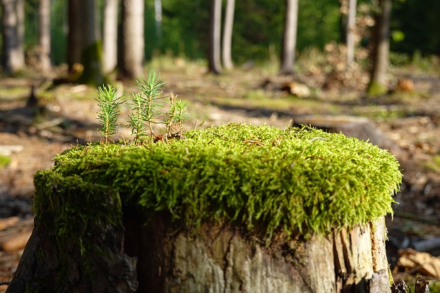 Jak zregenerować suche i zniszczone włosy? Jak zregenerować suche i zniszczone włosy?