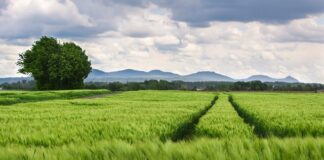Czy pole magnetyczne pomaga na kolana?